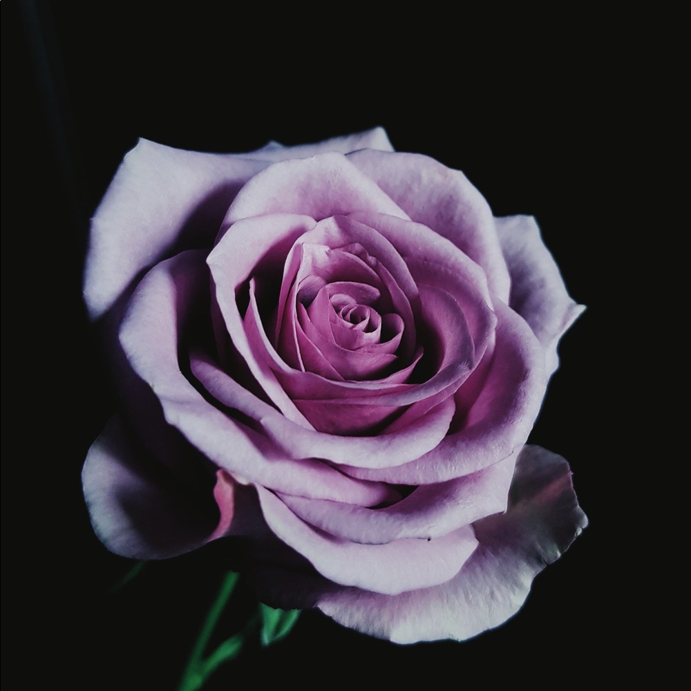 Meet your Posher, Abigail